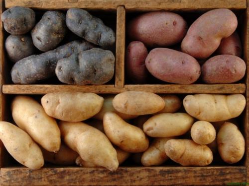 Осенние заморозки для картофеля. Реакция картофеля на температуру 02