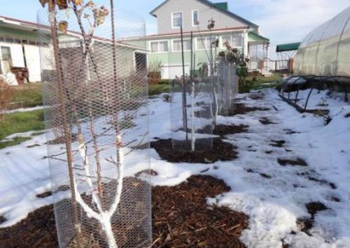 Защита сада зимой от мышей. Чем и к ак  защитить плодовые деревья от грызунов на зиму 