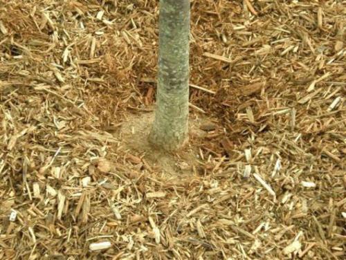 Защита сада зимой от мышей. Чем и к ак  защитить плодовые деревья от грызунов на зиму 