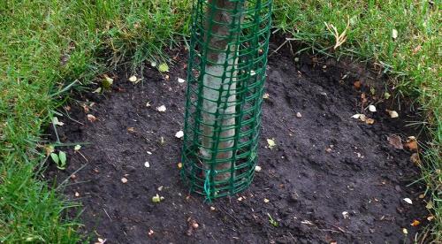 Защита сада зимой от мышей. Чем и к ак  защитить плодовые деревья от грызунов на зиму  07