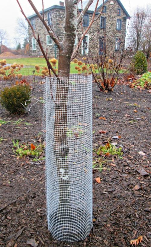 Как защитить деревья от зайцев. Защита сада от зайцев