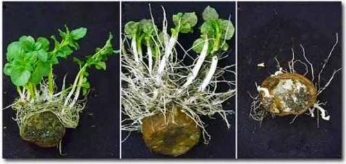 Замерзла картошка в погребе, что делать. Что делать если подмёрзла картошка