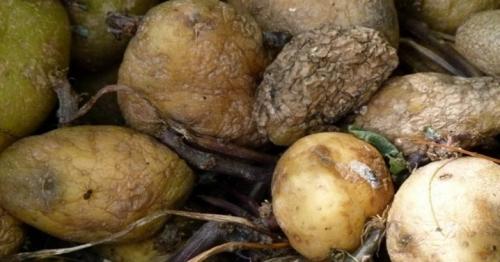 Осенние заморозки для картофеля. Реакция картофеля на температуру 03