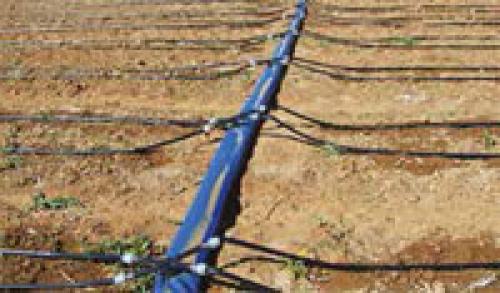 Миф развенчан: арбузы не боятся осенних заморозков 11