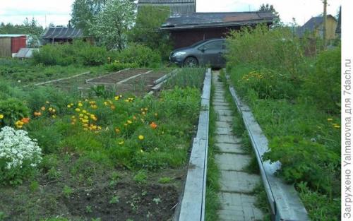 Как влияет близкое расстояние посадки луковичных на их развитие. Насколько близко друг от друга можно сажать лилии?