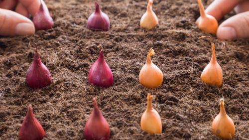 Какое расстояние между луковицами обеспечит им достаточно места для развития. Технология посадки лука под зиму: на какой глубине и расстоянии друг от друга сажать