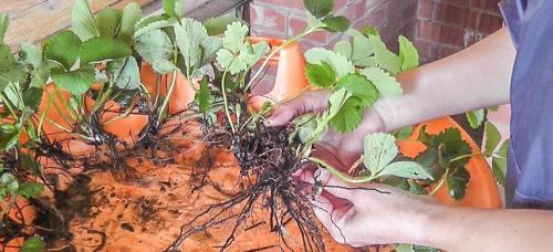 Какие подготовительные работы необходимо провести перед посадкой земляники осенью. Пора сажать землянику! Сроки и правила осенней посадки