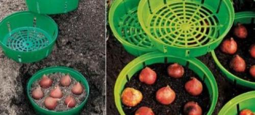 Как часто поливать тюльпаны в корзинах после посадки. Сроки и способы посадки тюльпанов своими руками в корзины для луковичных