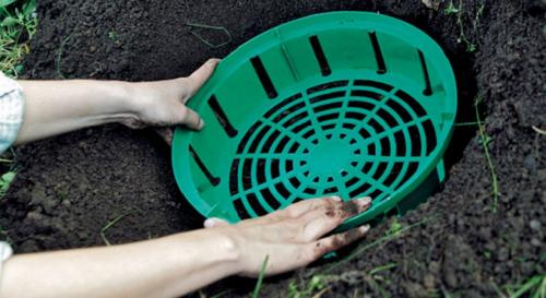 Какие сорта тюльпанов лучше всего подходят для высадки в корзины для луковичных. Выбор емкостей