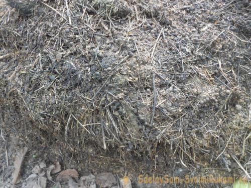 Как правильно подготовить грядку под землянику осенью 06 Как правильно подготовить грядку под землянику осенью 06