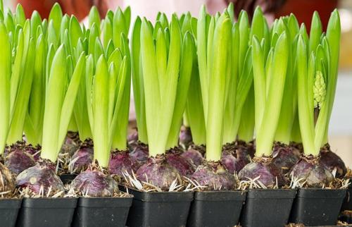 Бесплатные корзины для луковичных. Луковицы: как сохранить зимой