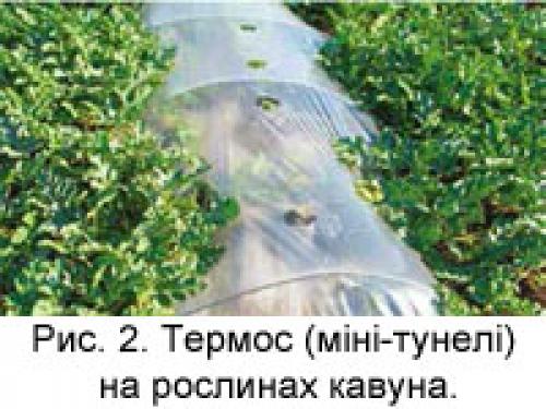 Миф развенчан: арбузы не боятся осенних заморозков 09