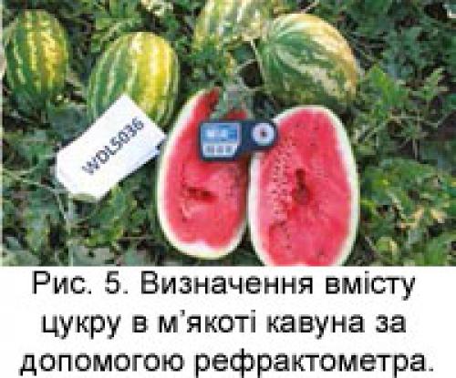 Миф развенчан: арбузы не боятся осенних заморозков 12