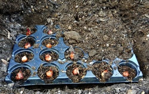 Как можно оптимизировать процесс посадки луковичных в корзины для повышения урожайности. Посадка луковичных в корзины.