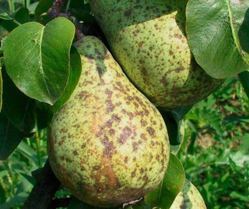 Какие агротехнические меры помогут предотвратить развитие парши на яблонях. Особенности заболевания