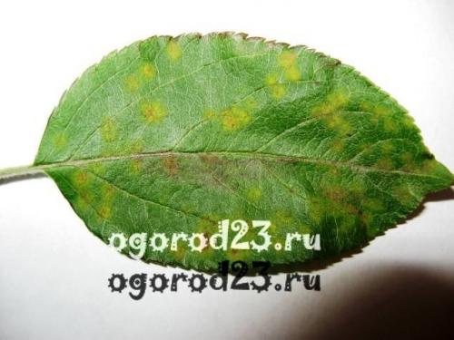 Какие факторы могут способствовать развитию парши на яблонях осенью. Обработка яблони весной