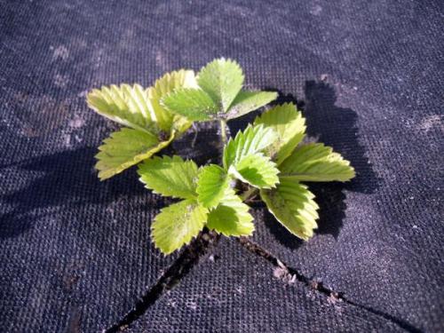 Как выбрать подходящее место для грядки под землянику. Грядка для земляники