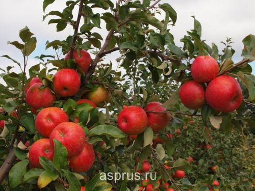 Осенний уход за яблоней: эффективные методы борьбы с паршей 04