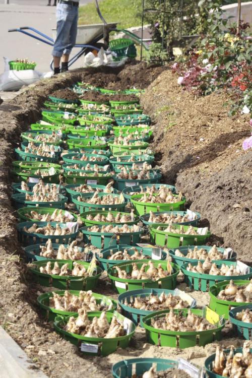 Какой вид почвы лучше всего подходит для тюльпанов в корзинах. Тонкости посадки