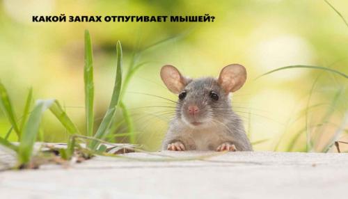 Вредительские грызуны: как справиться с мышами, повреждающими деревья 03