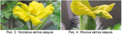 Миф развенчан: арбузы не боятся осенних заморозков 10