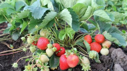 Как защитить землянику от возможных заболеваний и вредителей осенью. Болезни и вредители земляники