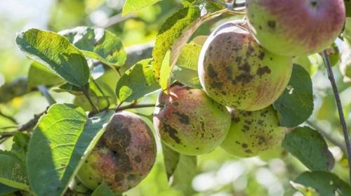 Что такое парша и каковы её симптомы на яблонях. Описание парши на яблоне и лечение болезни