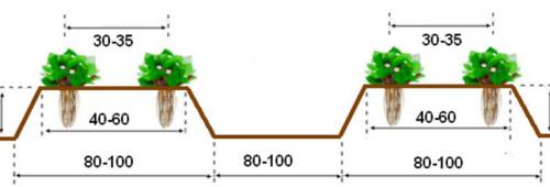 Какие подготовительные работы необходимо провести перед посадкой земляники осенью. Пора сажать землянику! Сроки и правила осенней посадки