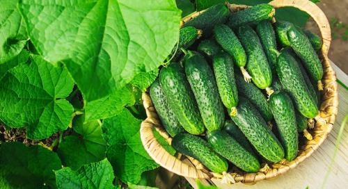 Если горькие огурцы: причины и способы исправления вкуса 02 Если горькие огурцы: причины и способы исправления вкуса 02