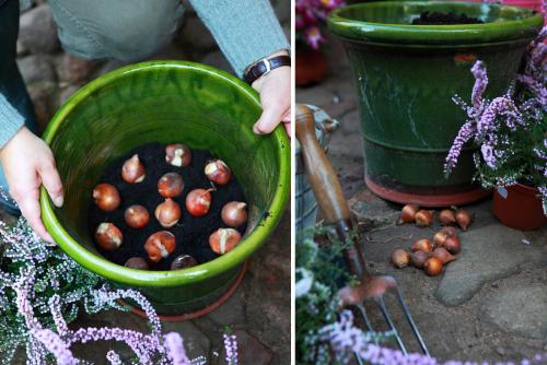 Какие сорта тюльпанов лучше всего подходят для высадки в корзины для луковичных. Выбор емкостей