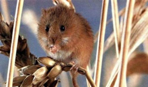 Какие симптомы указывают на то что дерево было атаковано мышами. Меры при серьезных повреждениях