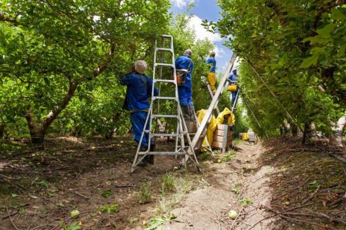 Осенний уход за яблоней: эффективные методы борьбы с паршей 09 Осенний уход за яблоней: эффективные методы борьбы с паршей 09