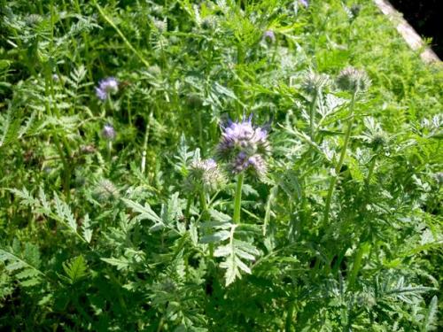 Как выбрать подходящее место для грядки под землянику. Грядка для земляники