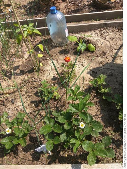 В чем разница между посадкой клубники в августе и весной. Чтобы получить урожай летом, сажать клубнику лучше в августе