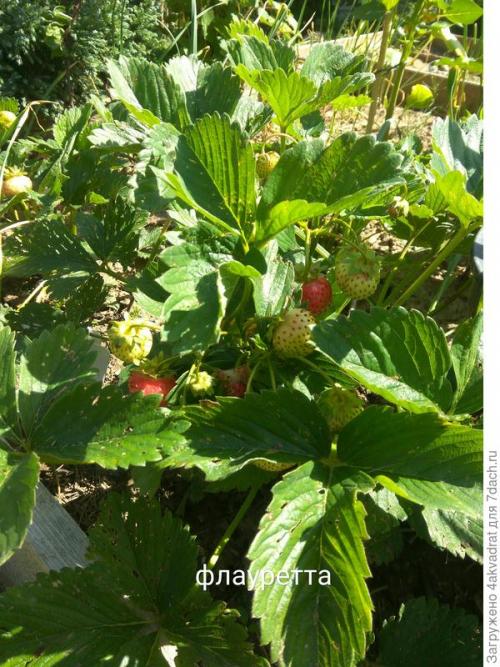 В чем разница между посадкой клубники в августе и весной. Чтобы получить урожай летом, сажать клубнику лучше в августе