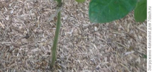 В чем разница между посадкой клубники в августе и весной. Чтобы получить урожай летом, сажать клубнику лучше в августе