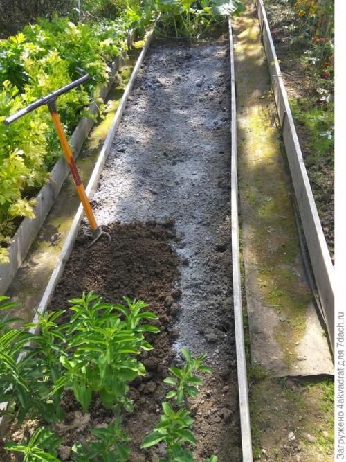 В чем разница между посадкой клубники в августе и весной. Чтобы получить урожай летом, сажать клубнику лучше в августе