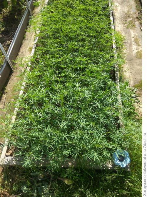 В чем разница между посадкой клубники в августе и весной. Чтобы получить урожай летом, сажать клубнику лучше в августе