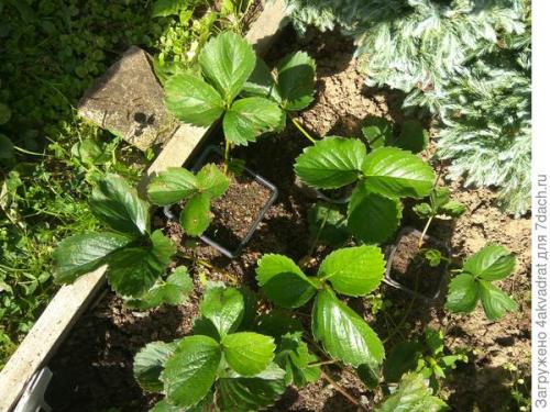 В чем разница между посадкой клубники в августе и весной. Чтобы получить урожай летом, сажать клубнику лучше в августе