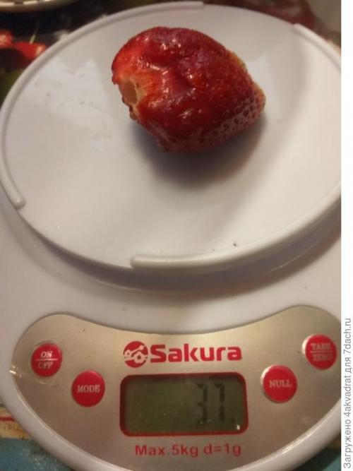 В чем разница между посадкой клубники в августе и весной. Чтобы получить урожай летом, сажать клубнику лучше в августе