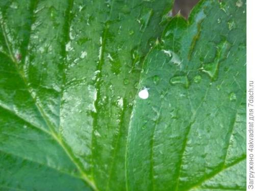 В чем разница между посадкой клубники в августе и весной. Чтобы получить урожай летом, сажать клубнику лучше в августе