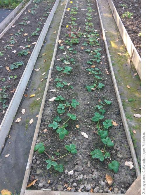 В чем разница между посадкой клубники в августе и весной. Чтобы получить урожай летом, сажать клубнику лучше в августе