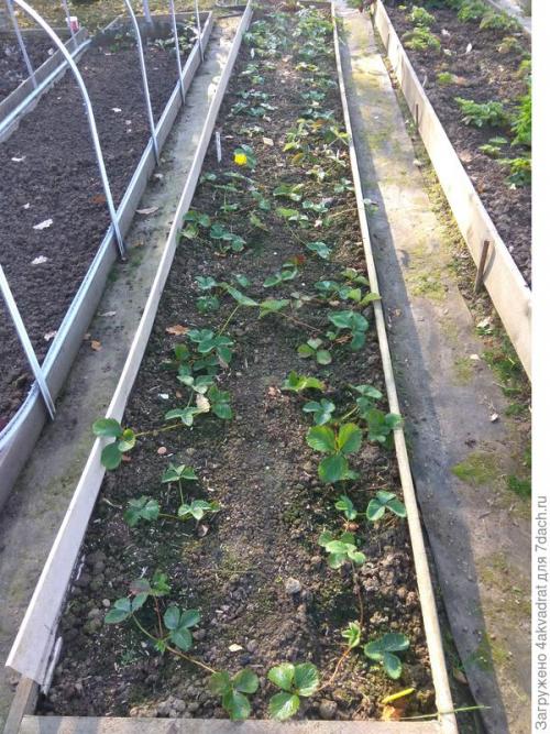 В чем разница между посадкой клубники в августе и весной. Чтобы получить урожай летом, сажать клубнику лучше в августе