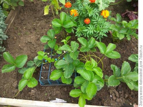 В чем разница между посадкой клубники в августе и весной. Чтобы получить урожай летом, сажать клубнику лучше в августе