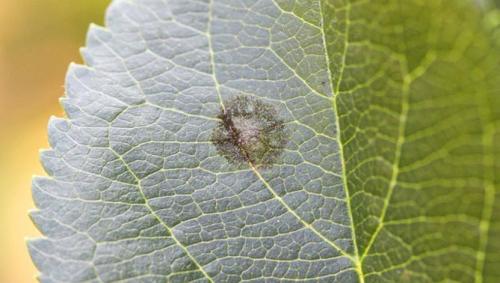 7 основных болезней яблони с описанием. Болезни