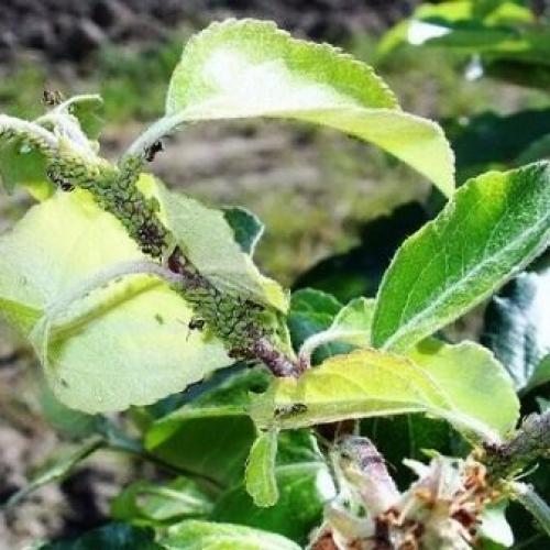 7 основных болезней яблони с описанием. Болезни 07