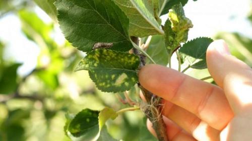 7 основных болезней яблони с описанием. Болезни 08