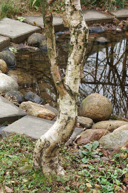 Кронирование березы. Выбираем форму ствола и кроны