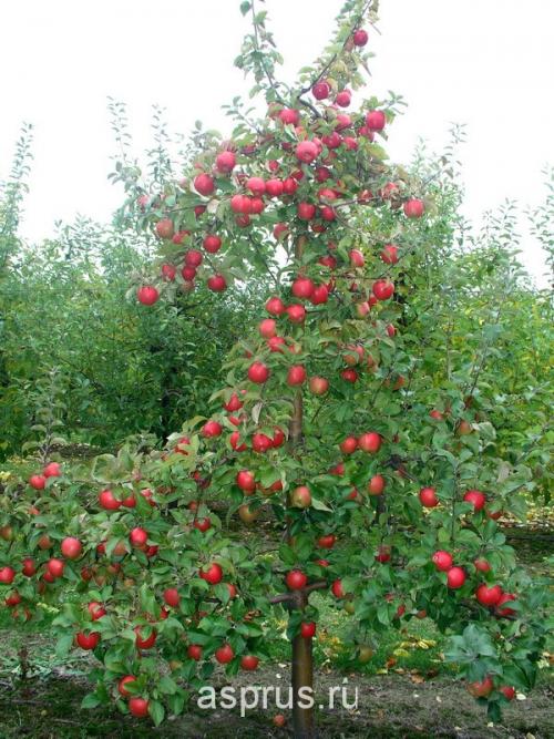 Как правильно обрезать яблони на кольцо 01