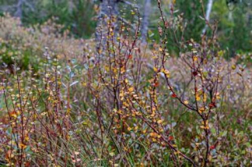 Как выбрать подходящее место для посадки лесных берез. Какие бывают берёзы?
